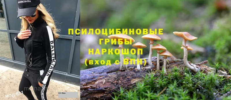 Галлюциногенные грибы Psilocybe  Болохово 